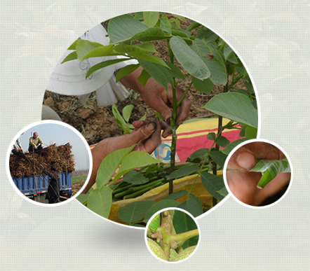 上門指導栽培技術 上門指導栽培技術